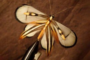 Schmetterling von Heinz Zöldi