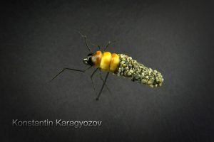 Fly by Konstantin Karagyozov