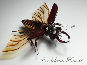 Fliege von Adrian Hauser