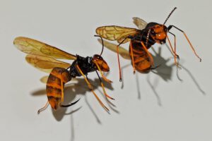 Flies by Joaquín López